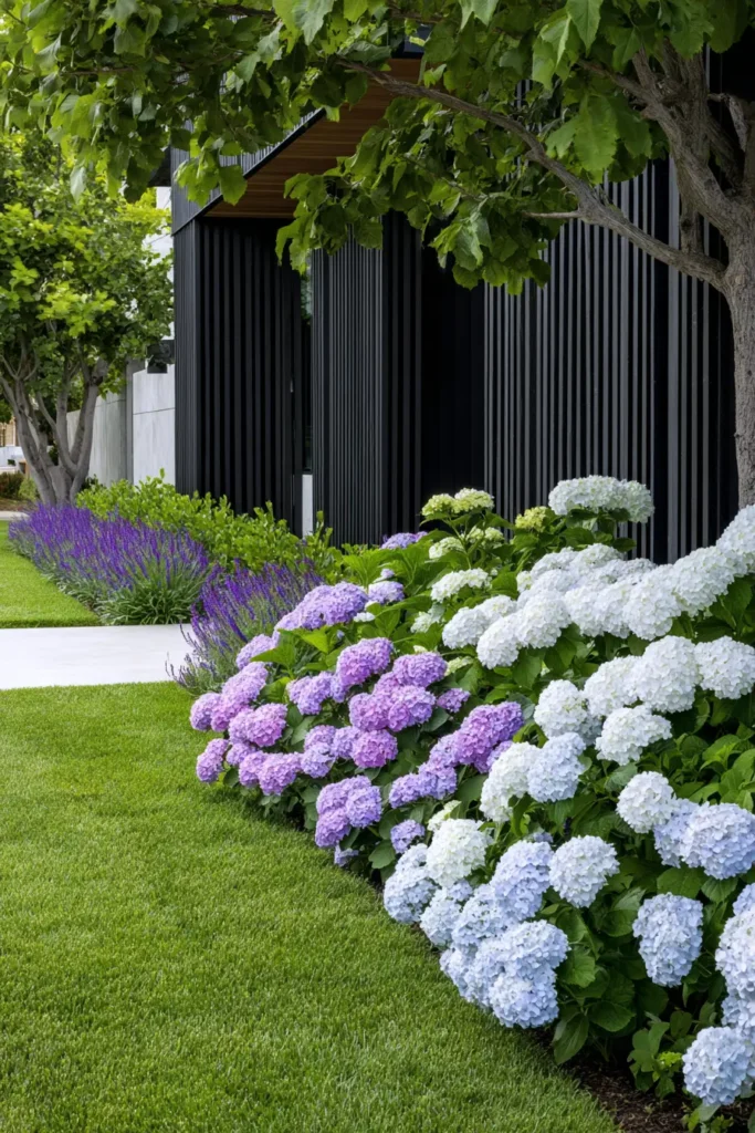 Modern Raised Bed Hydrangea and Lavender