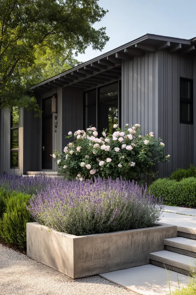 Modern Raised Bed with Roses and Lavender