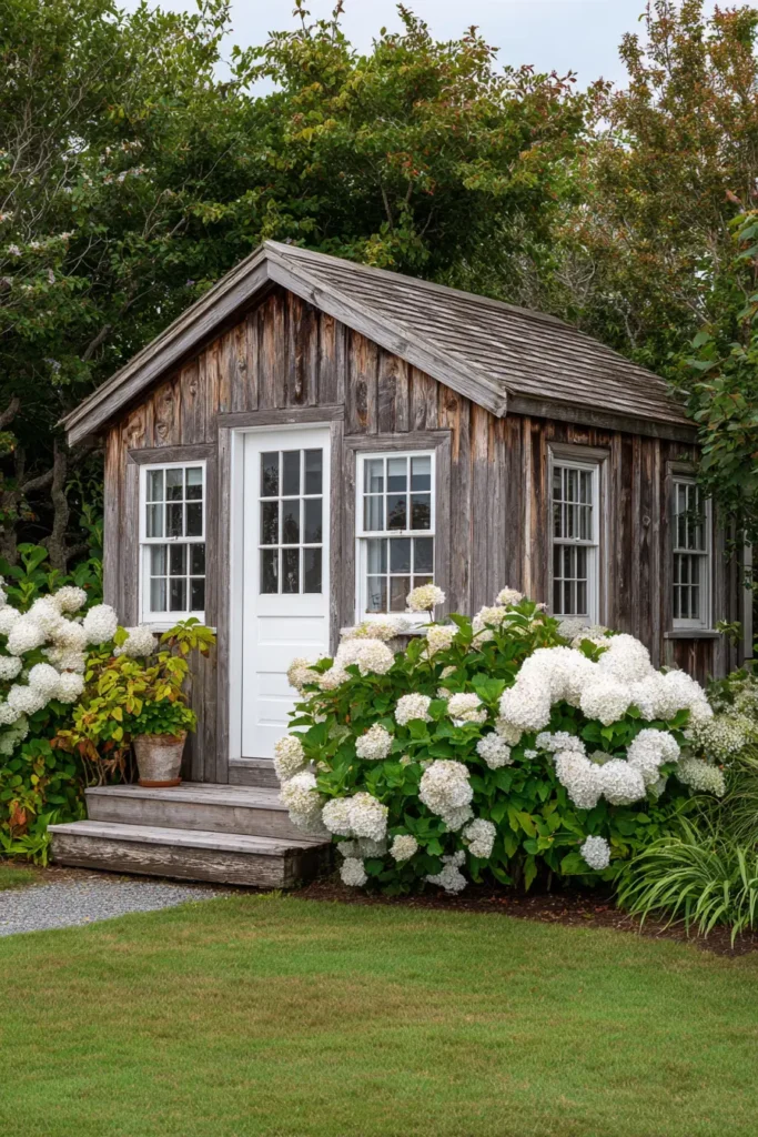 Charming Shed with Flowering Hydrangeas