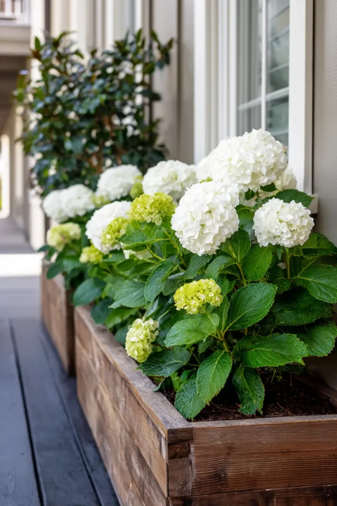 Elegant White Hydrangeas with Black Mulch