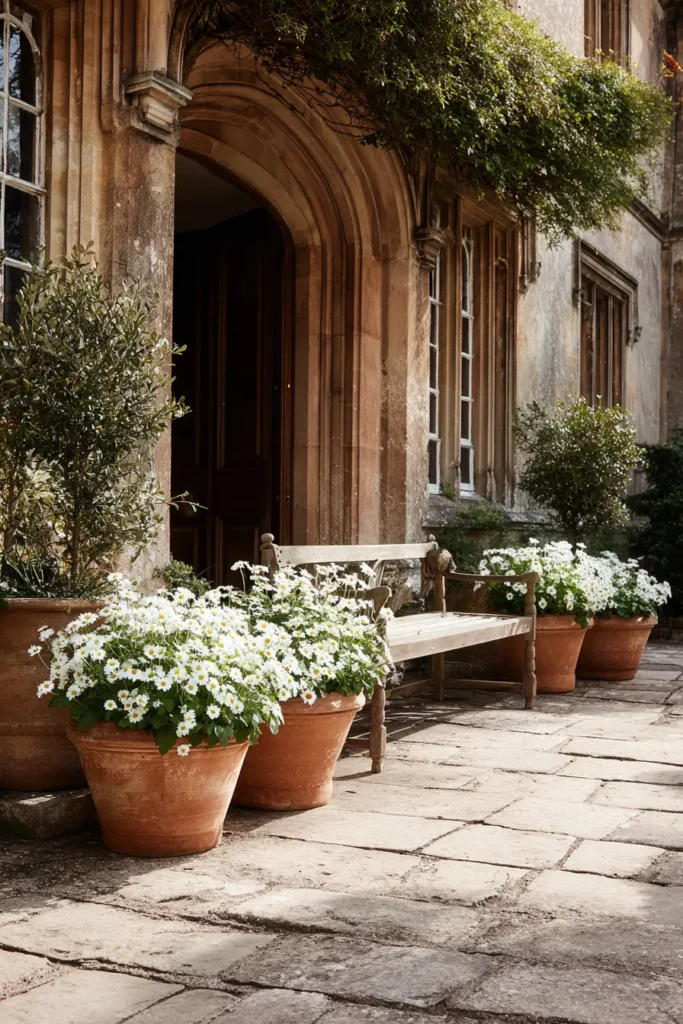 English Courtyard with Potted Daisies