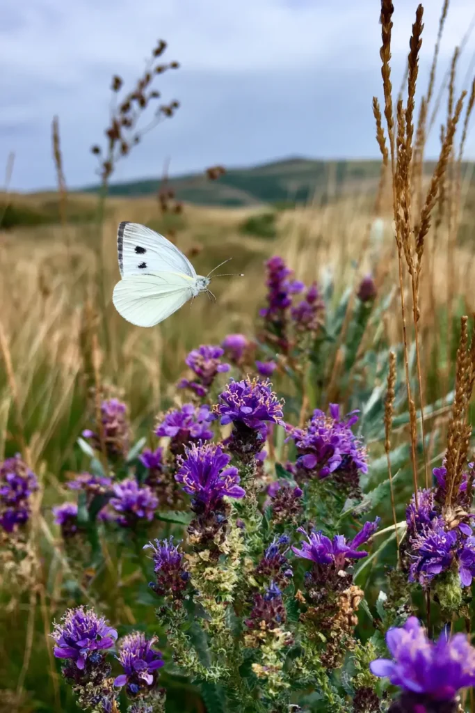 Liatris and Wildflower Butterfly Garden