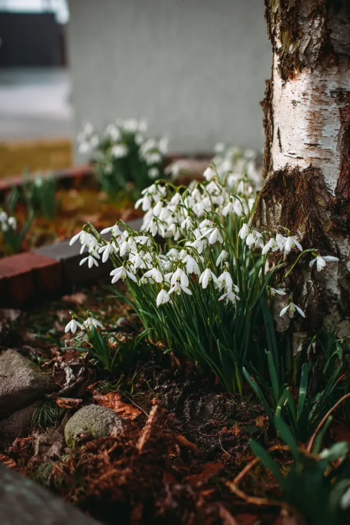 Snowdrop Border Around Tree Base