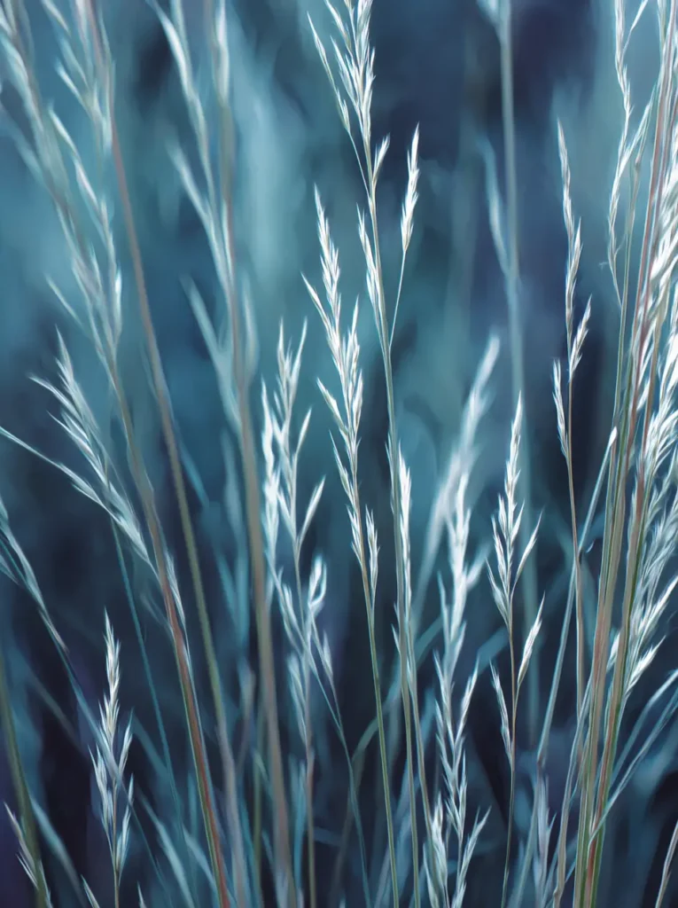 Blue Fescue