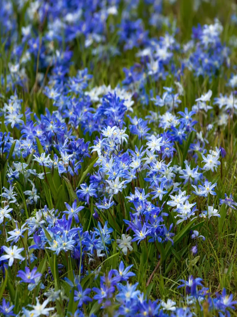 Blue Star