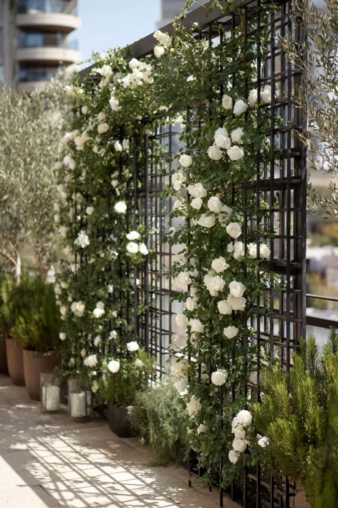 Elegant White Climbing Rose Trellis