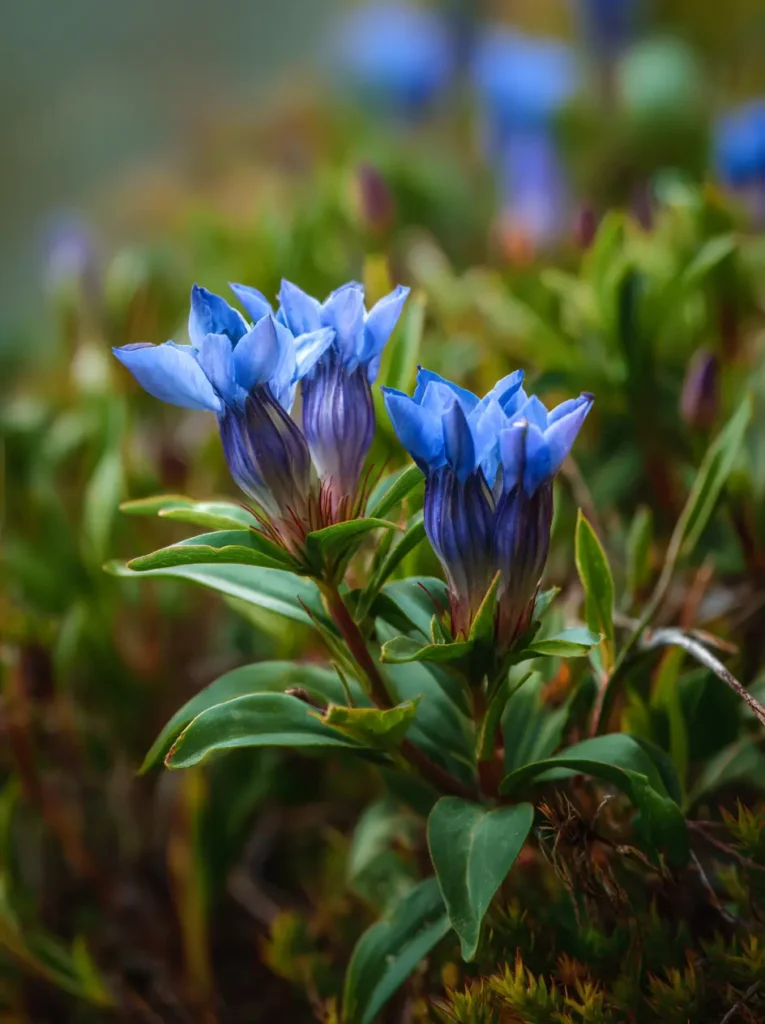 Gentian