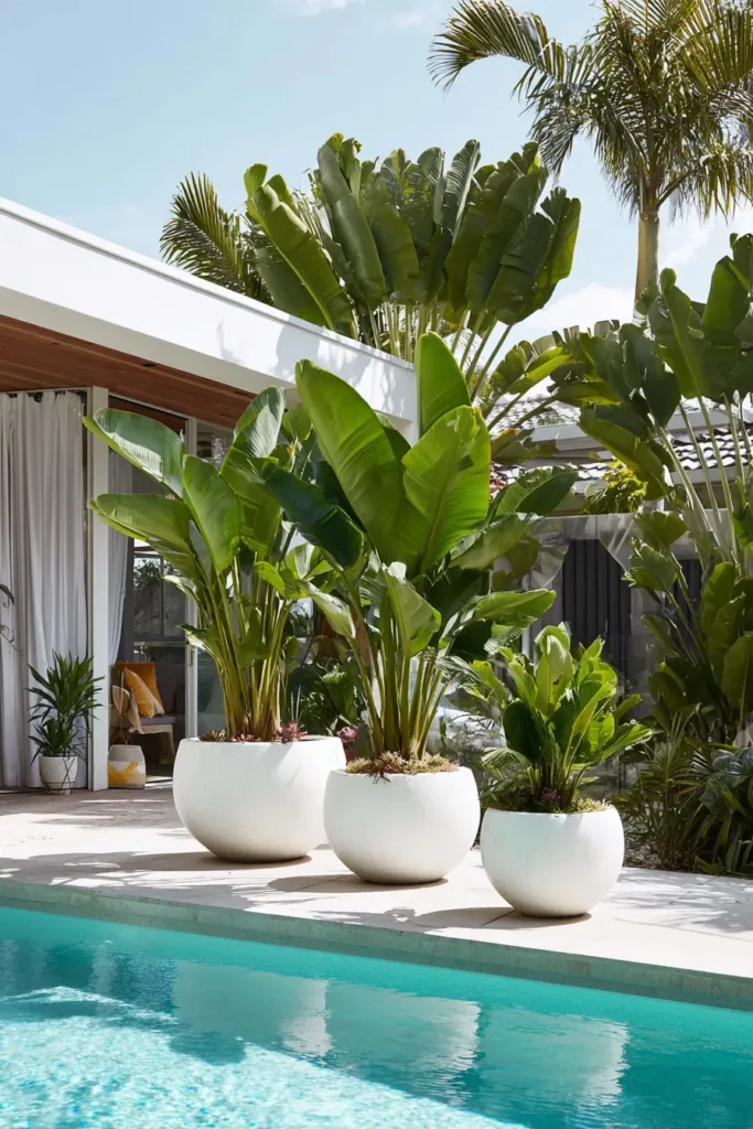 Lush Tropical Plants In Stylish Containers