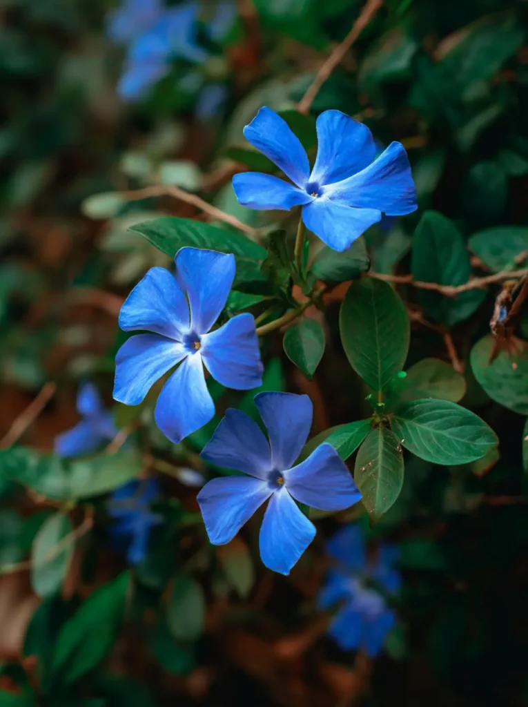 Plumbago