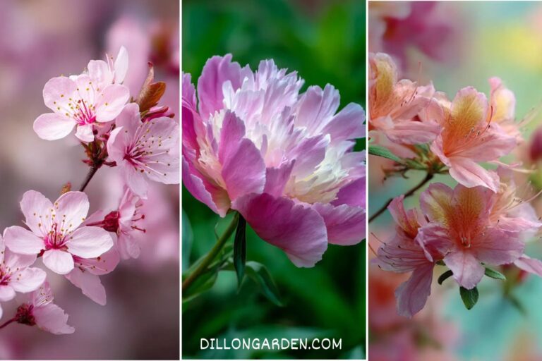 Want to Brighten Your Beds Try These 20+ Pink Flowers!
